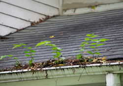 In Ross, California, it is crucial that you maintain the integrity and functionality of your gutters.