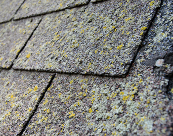 Moss and lichen growth on a Tiburon roof due to foggy conditions