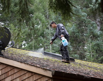 Moss and algae removal from a roof in Ross to prevent moisture damage