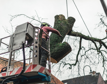 Overhanging tree branches being trimmed near a Novato roof